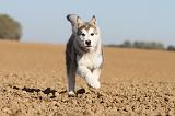 ALASKAN MALAMUTE 187